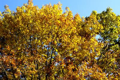 fall color