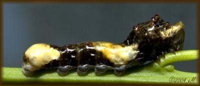 Giant Swallowtail larva