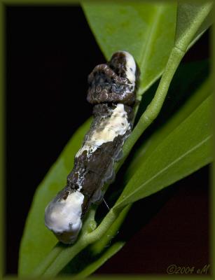 Giant Swallowtail larva