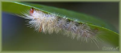 some kinda Tussock Moth larva