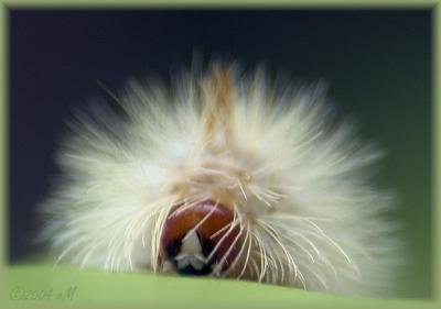 some kinda Tussock Moth larva