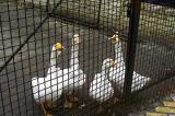 andreevsky street geese