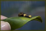 Giant Swallowtail larva