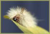 some kinda Tussock Moth larva