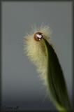 some kinda Tussock Moth larva