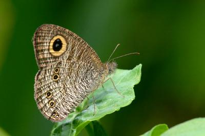 Common 5-Ring