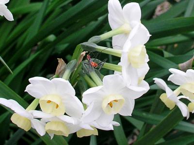 Pesky bug