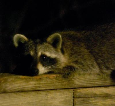Raccoon1 - cropped