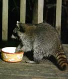 Raccoon 25