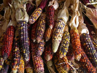 Indian Corn by JeffryZ
