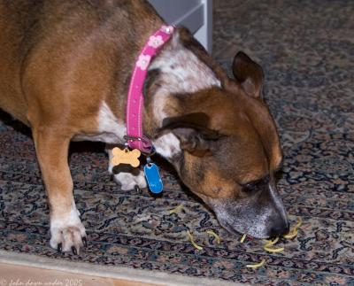 u35/mtf_foto_studies/medium/40438043.P298Mollynoodlesonrug.jpg