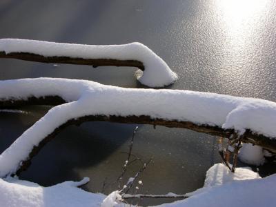 u35/mtspace/medium/40415401.LogInPondWReflection.jpg
