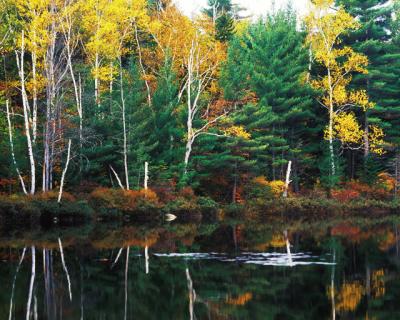 White Birches
