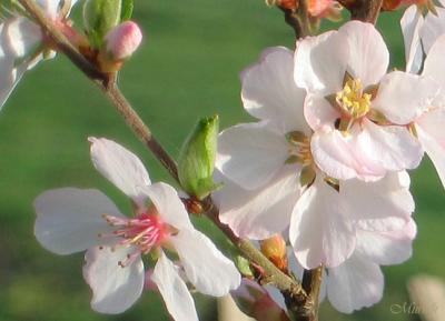 Plum Blossom