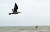 A sea gull at the beach in Santa Barbara