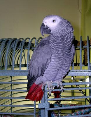 Mason