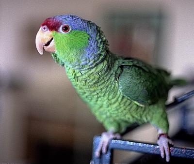 Curley