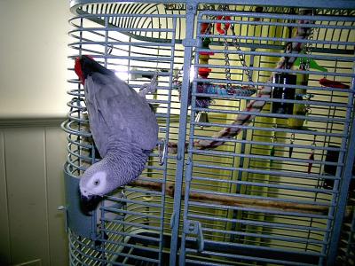 Mason