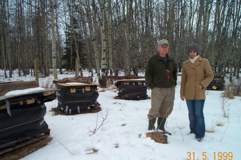 Bee nests