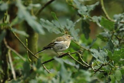 Chaffinch female .jpg