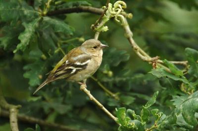 Chaffinch female .jpg