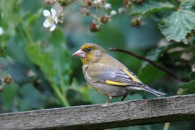 Greenfinch (Carduelis chloris)