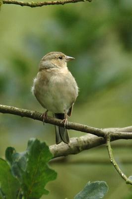Chaffinch female .jpg