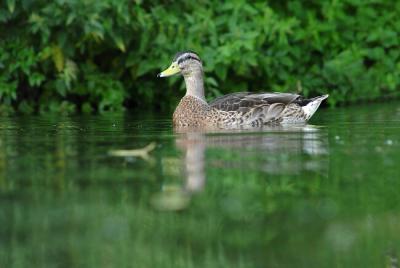 Mallard female.jpg