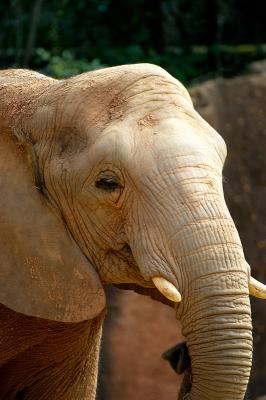 Atlanta Zoo
