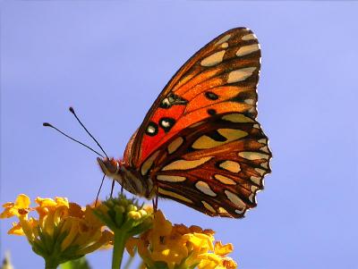 Gulf Fritillary