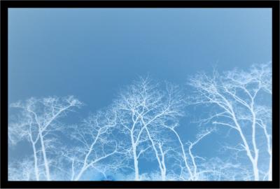 Inverted Trees