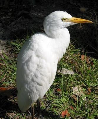 Cattle Egret