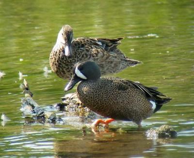 Blue-winged Teal