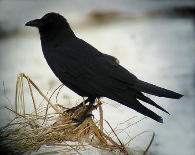 u35/noreaster/medium/23104584.FishCrow.jpg