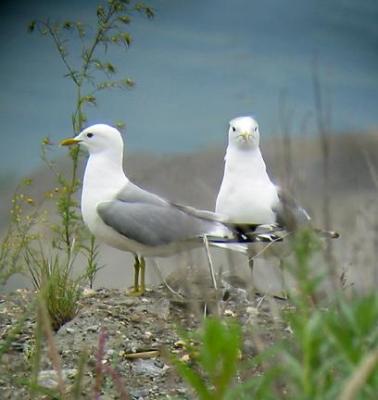 Mew Gulls