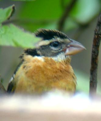 Black-headed Grosbeak