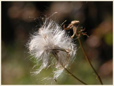 DandelionFrame.jpg