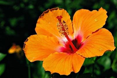 DSC_8440HawaiinFlowerFxSh2_Sm.jpg