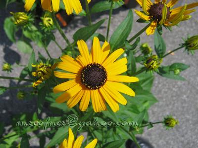 Blackeyed Susan