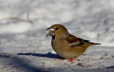 Hawfinch, Stenknck, Coccothraustes coccothraustes