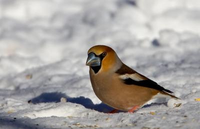 Hawfinch, Stenknäck, Coccothraustes coccothraustes