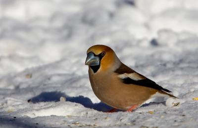 Hawfinch, Stenknck, Coccothraustes coccothraustes