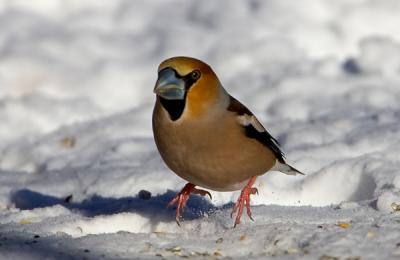 Hawfinch jumping