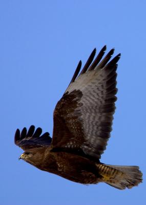 Common Buzzard, Buteo buteo