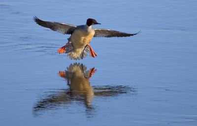 Goosander