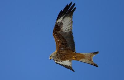 Red Kite