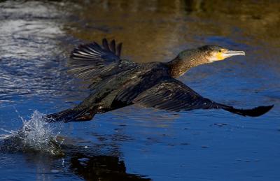 Great Cormorant