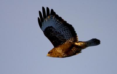 Common Buzzard, Buteo buteo