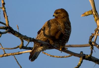 Common Buzzard, Buteo buteo