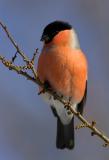 Common Bullfinch